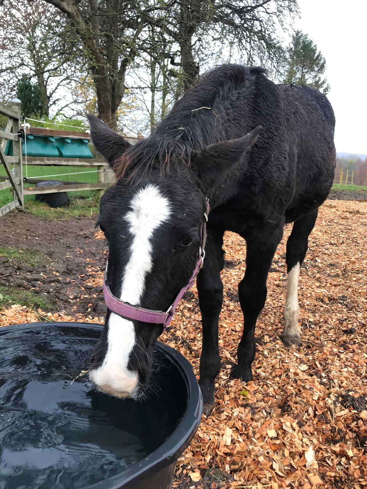 Oldenborg Holmager's Miss Caya billede 9