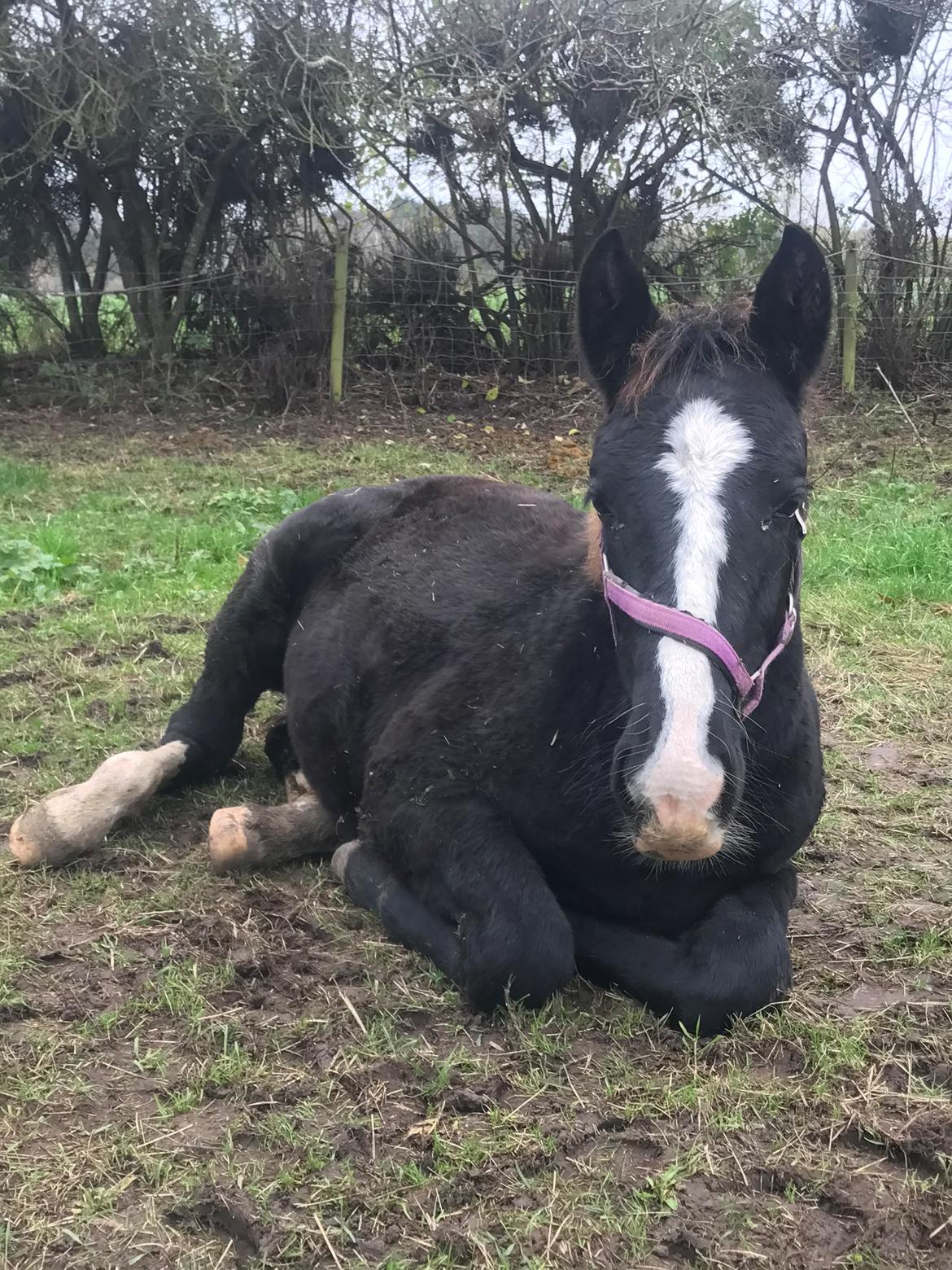 Oldenborg Holmager's Miss Caya billede 10