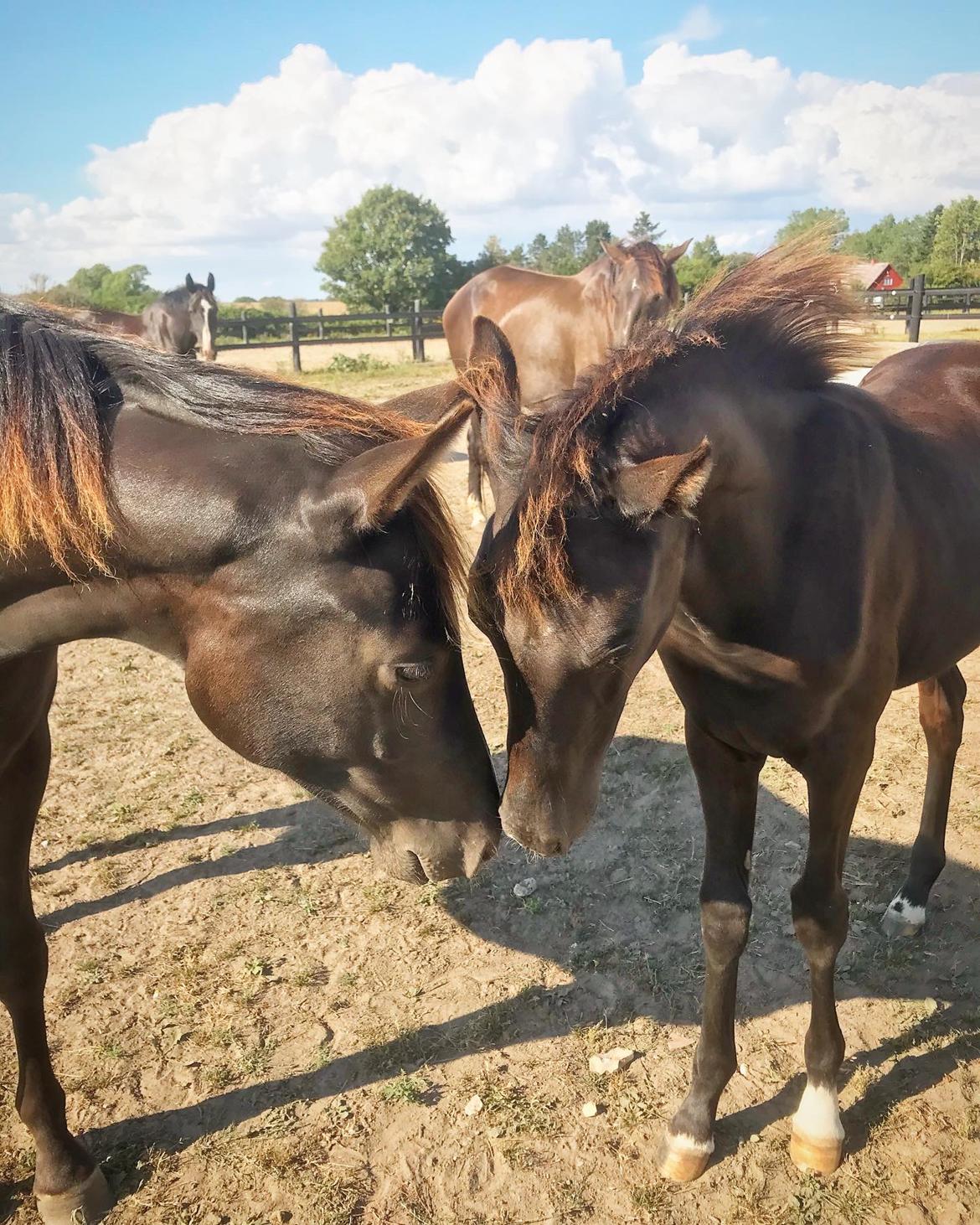 Dansk Varmblod Holmager's Miss Zoey billede 2