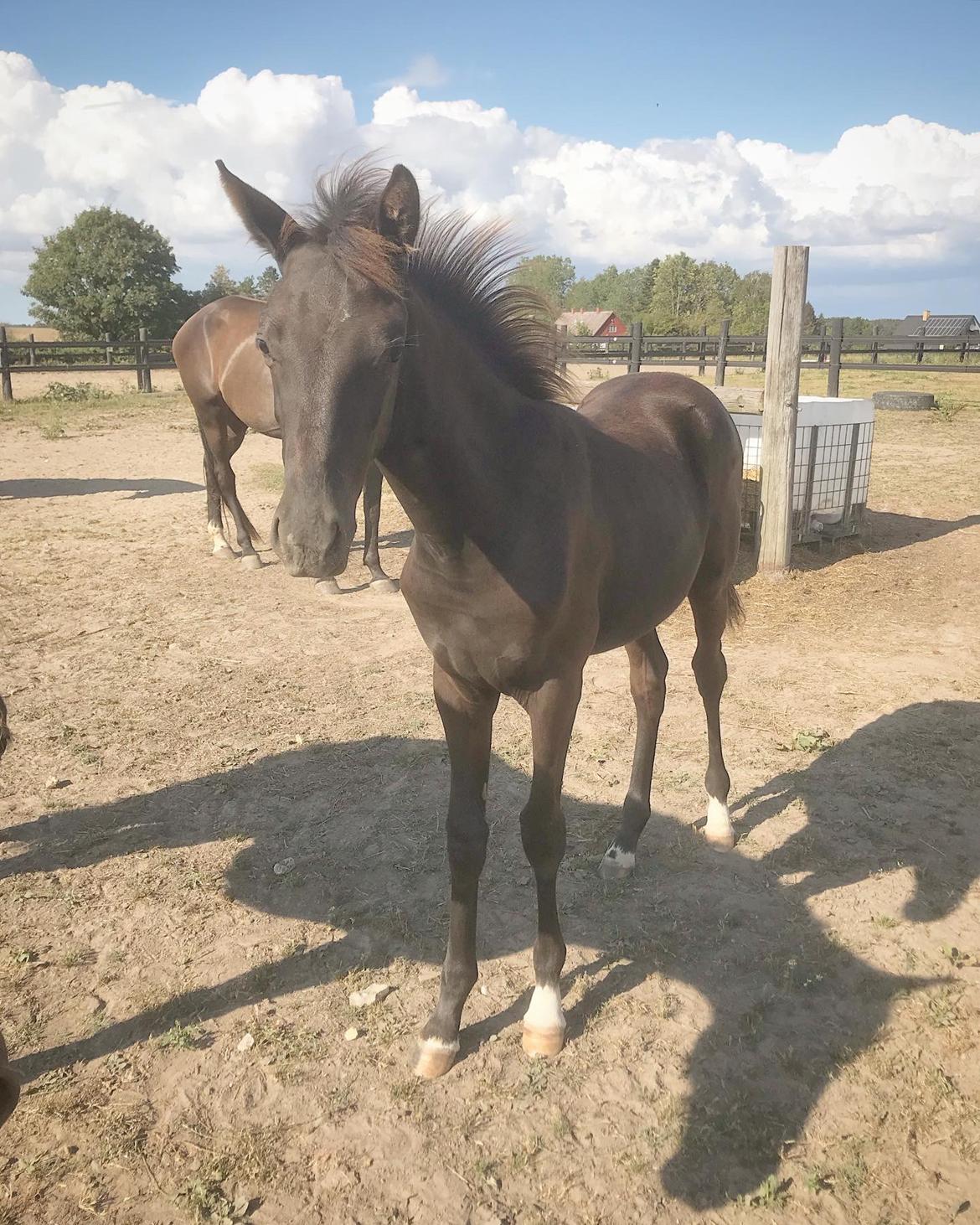 Dansk Varmblod Holmager's Miss Zoey billede 1