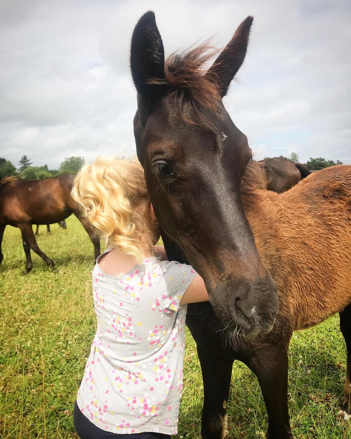 Dansk Varmblod Holmager's Miss Zoey billede 5