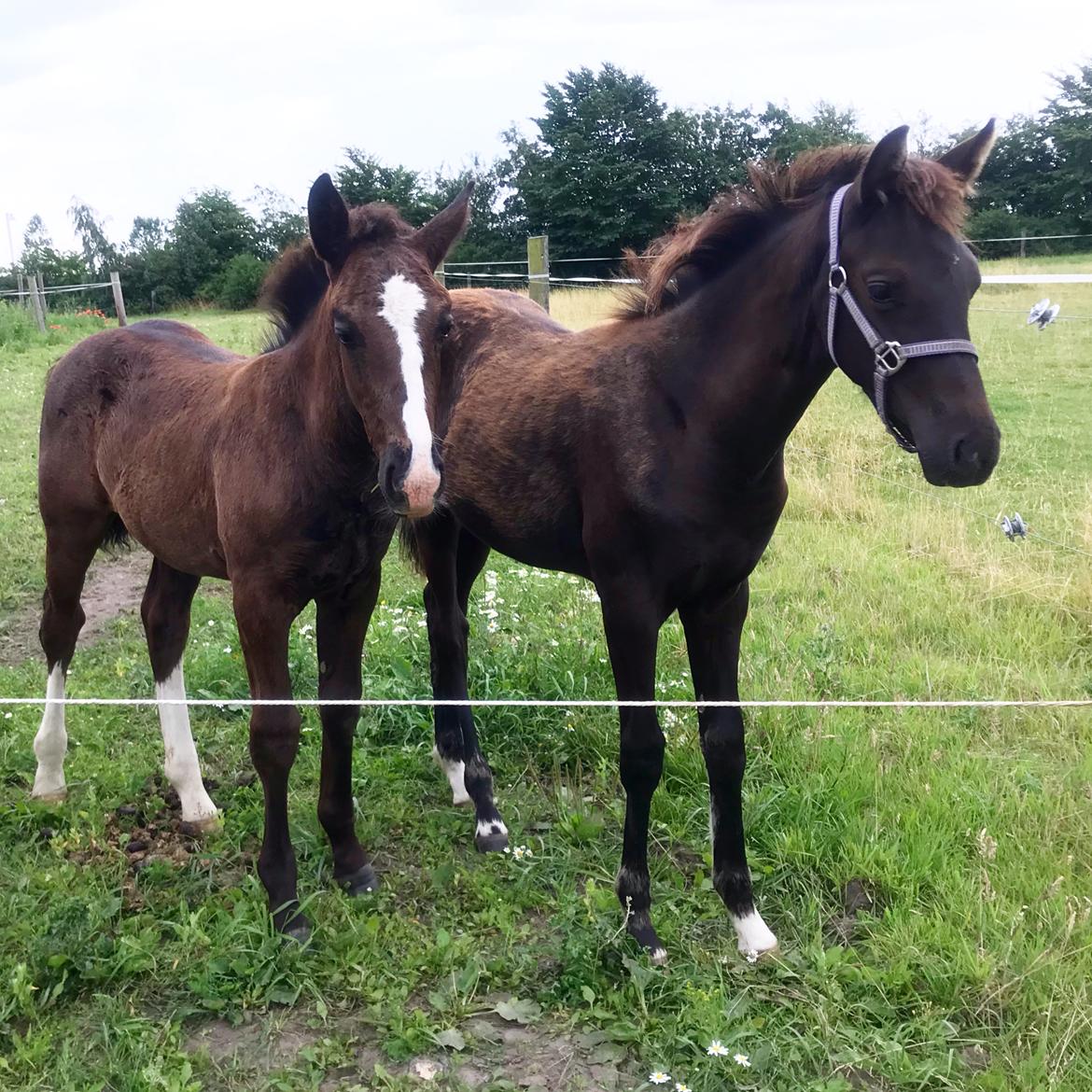 Dansk Varmblod Holmager's Miss Zoey billede 4