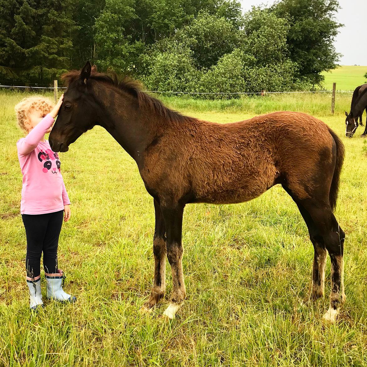 Dansk Varmblod Holmager's Miss Zoey billede 6