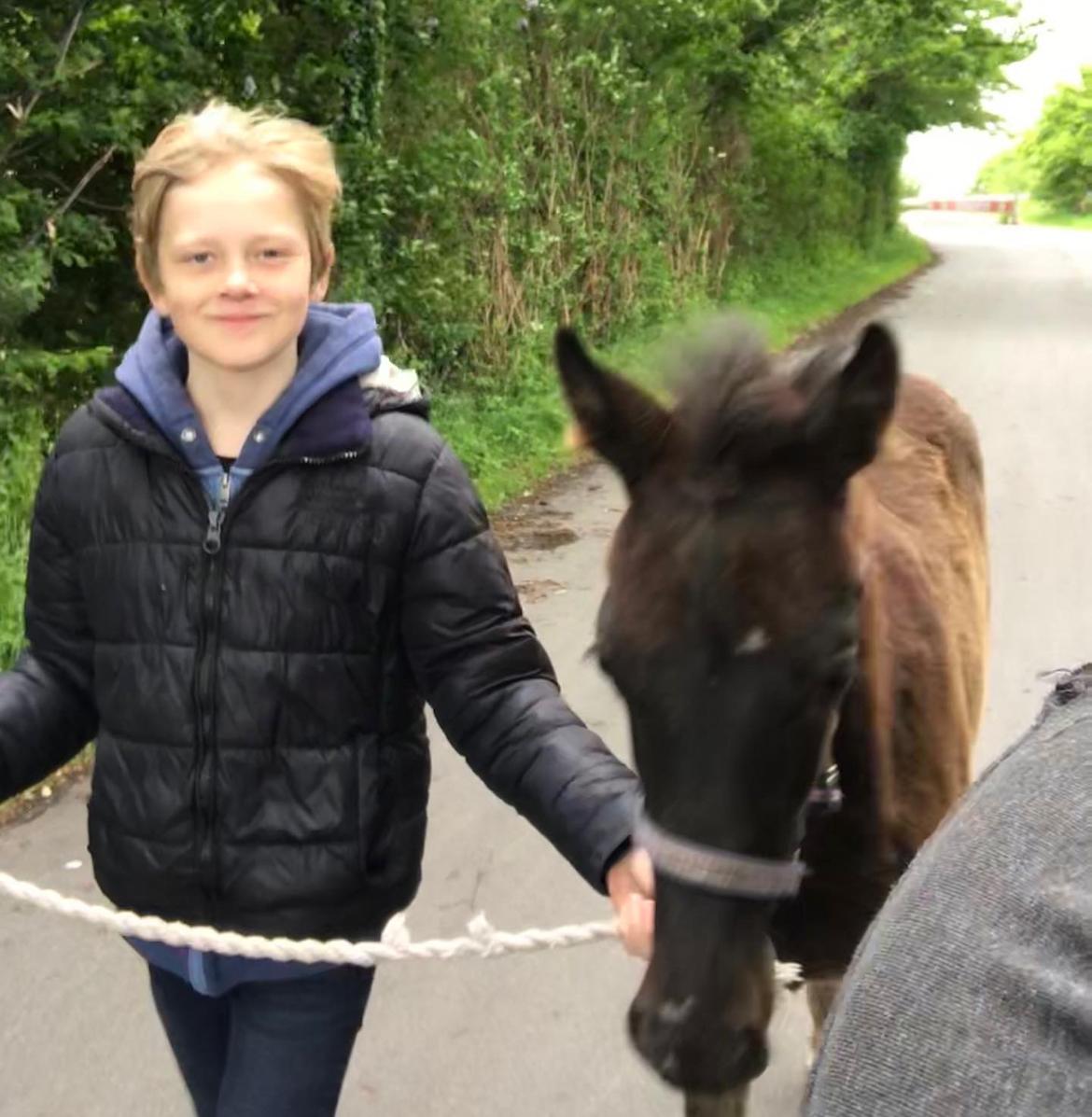 Dansk Varmblod Holmager's Miss Zoey billede 7