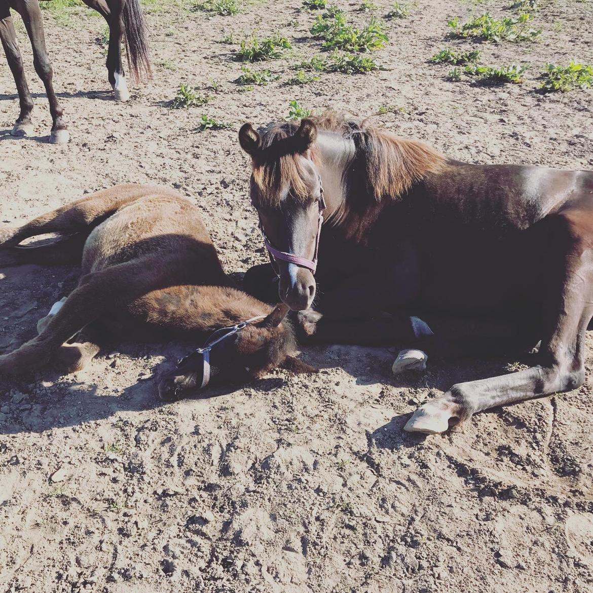 Dansk Varmblod Holmager's Miss Zoey billede 8