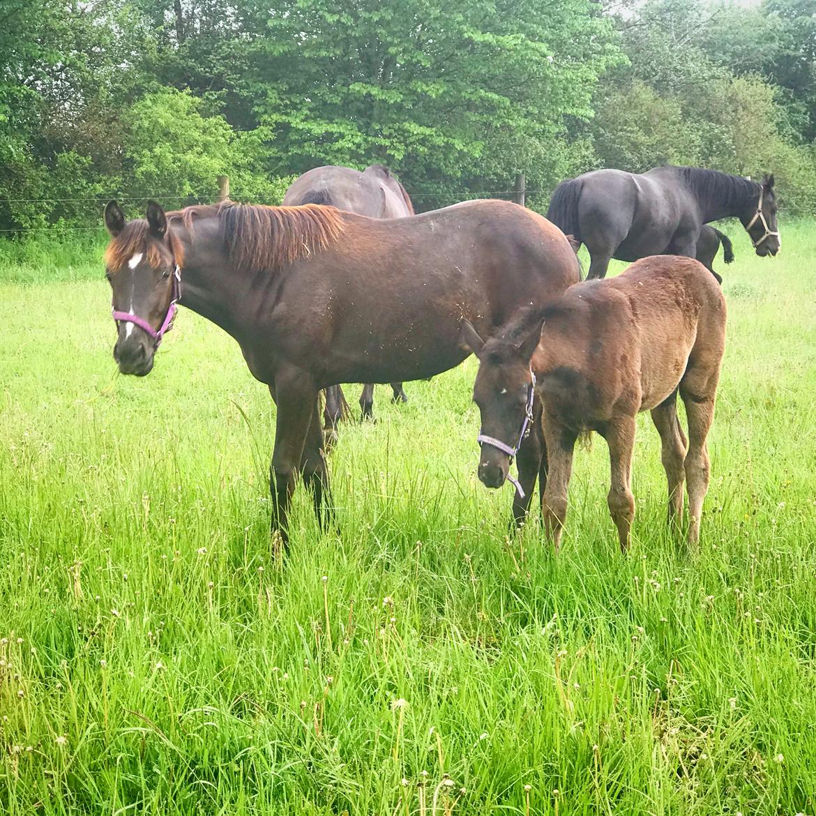 Dansk Varmblod Holmager's Miss Zoey billede 9