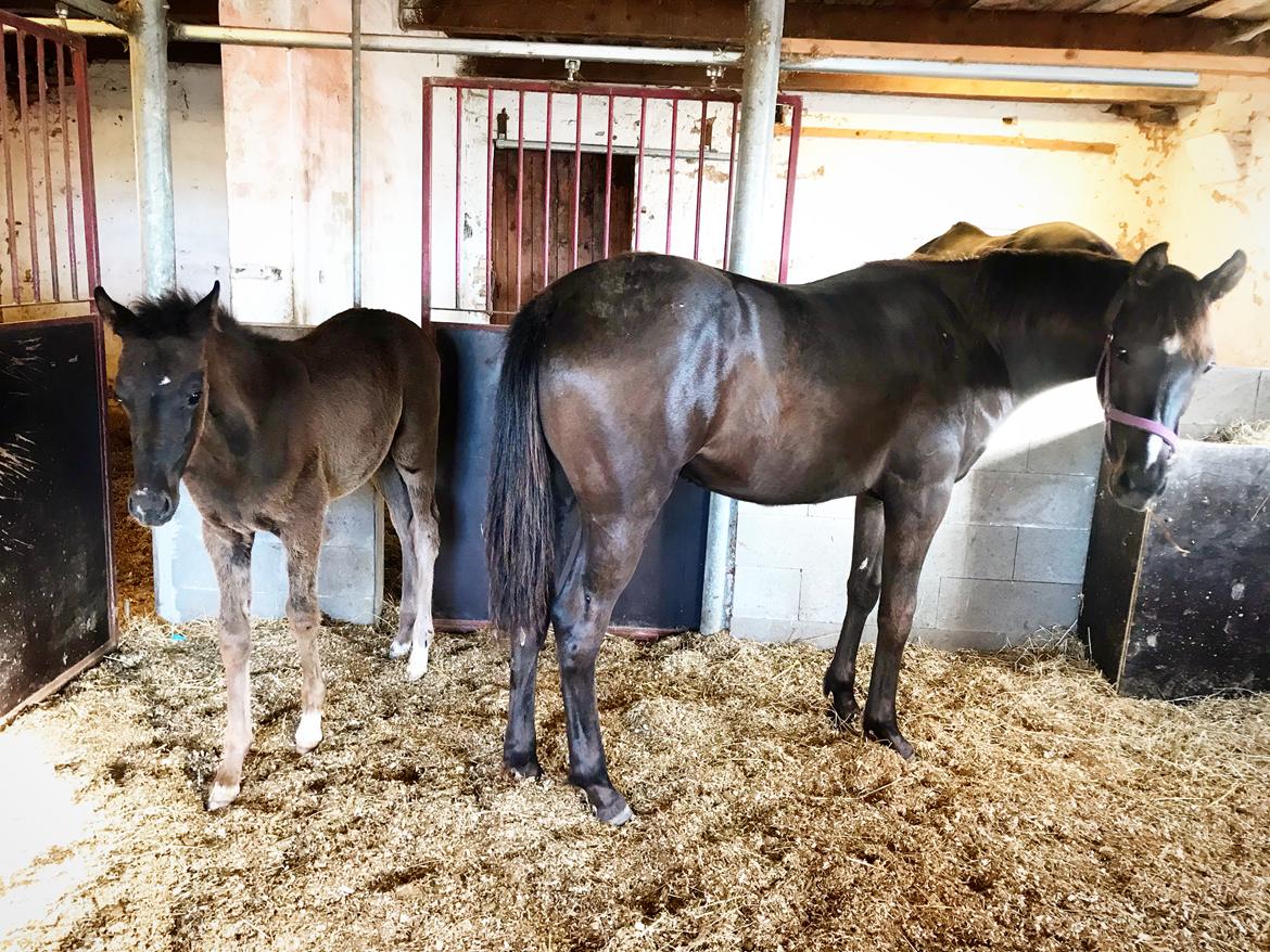 Dansk Varmblod Holmager's Miss Zoey billede 10