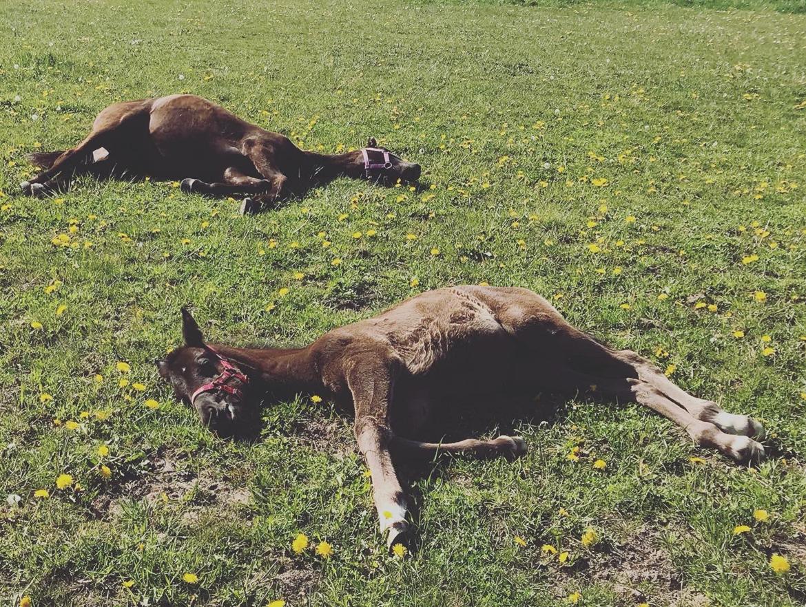 Dansk Varmblod Holmager's Miss Zoey billede 11