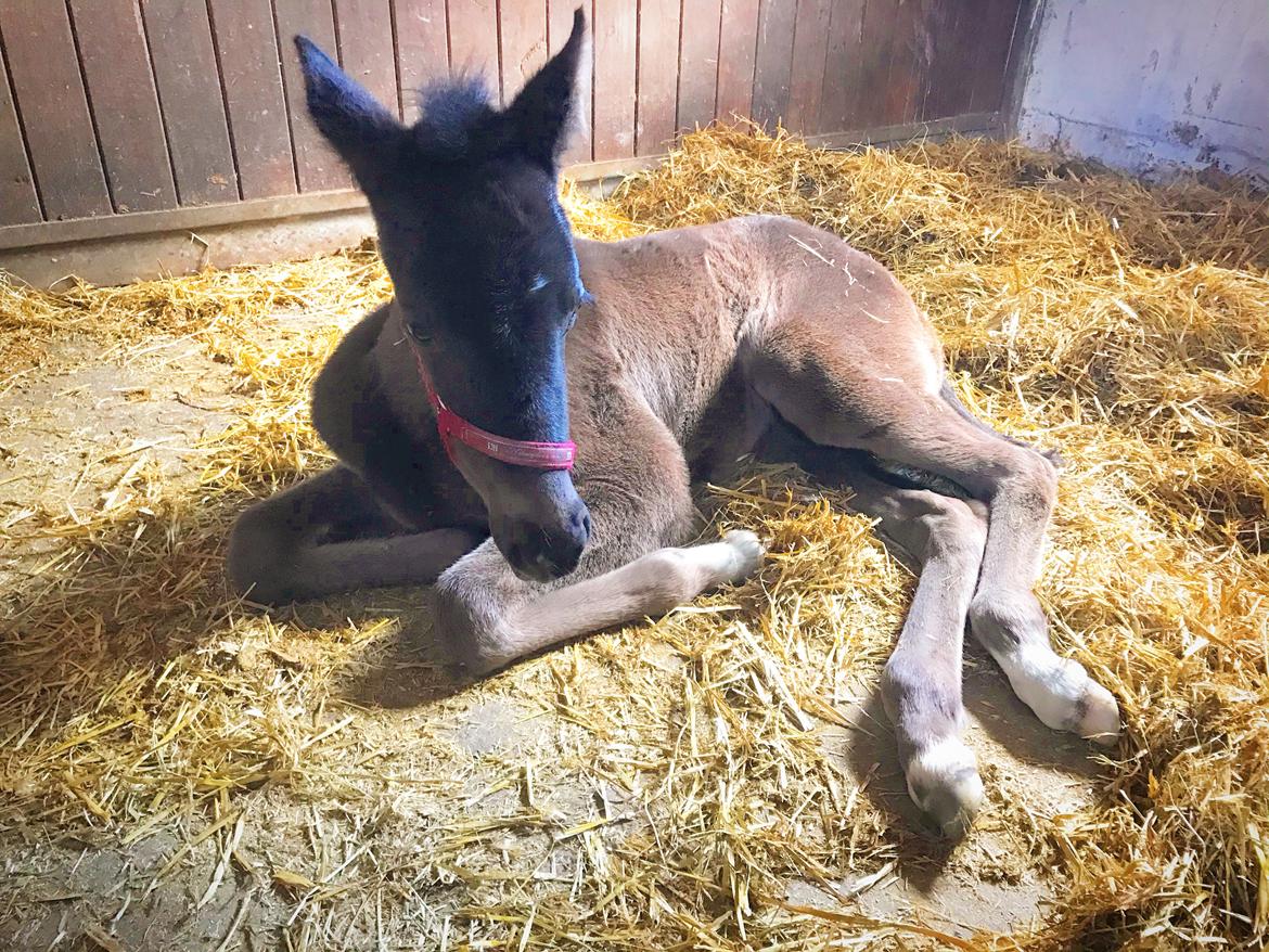 Dansk Varmblod Holmager's Miss Zoey billede 12