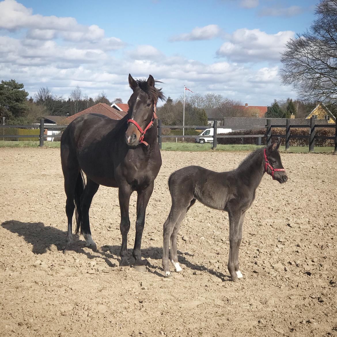 Dansk Varmblod Holmager's Miss Zoey billede 13