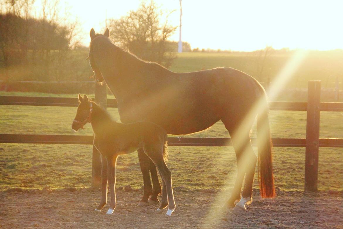 Dansk Varmblod Holmager's Miss Zoey billede 14