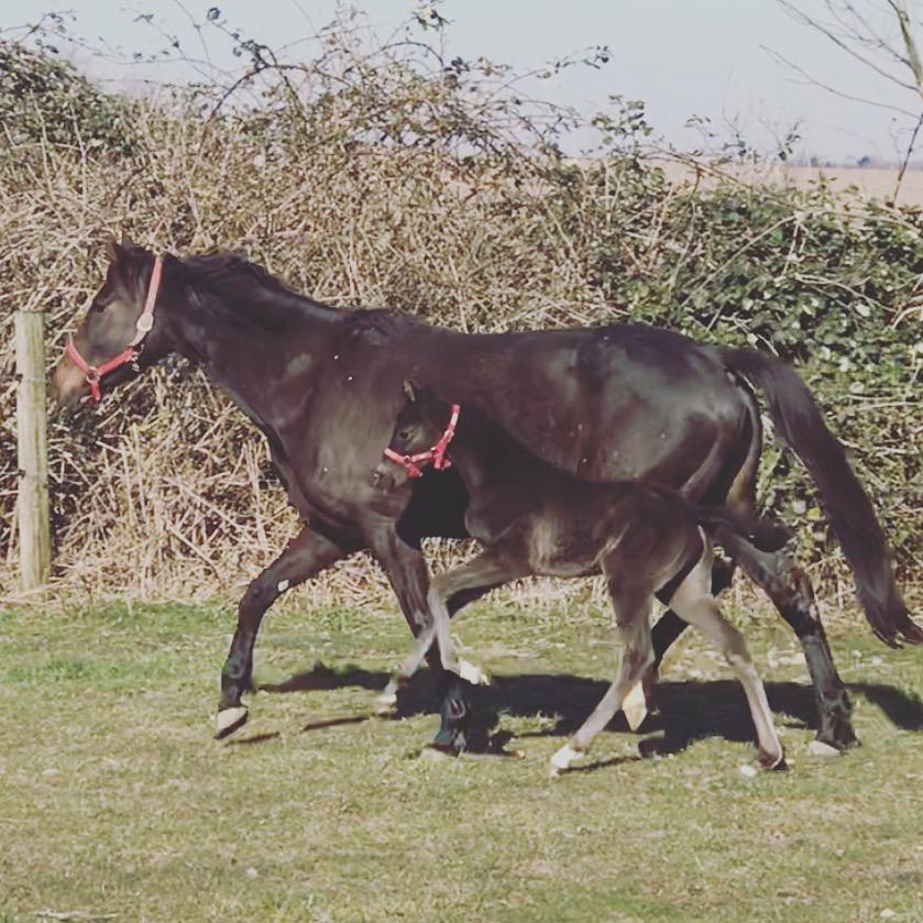 Dansk Varmblod Holmager's Miss Zoey billede 15