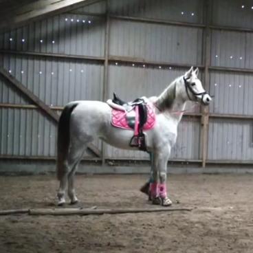 Arabisk fuldblod (OX) Sharifa Bint Jeska <3 *SOLGT* billede 7