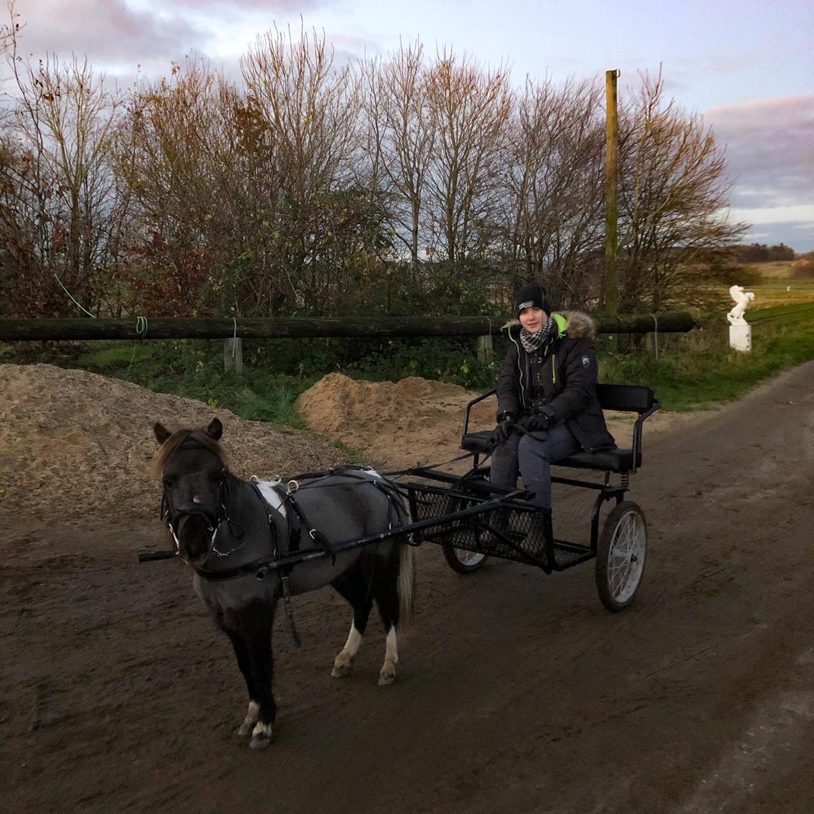 Amerikansk Miniature Teglmosens Delilah West - novmber 2020 anden gang på tur med vogn billede 15