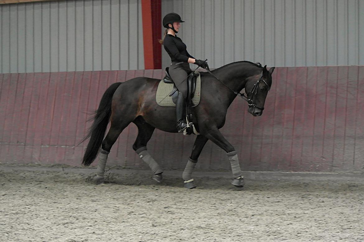 Oldenborg Zejr af Østerdovergaard billede 3