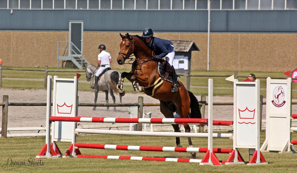 Dansk Varmblod Hedegaardens labaldi billede 17