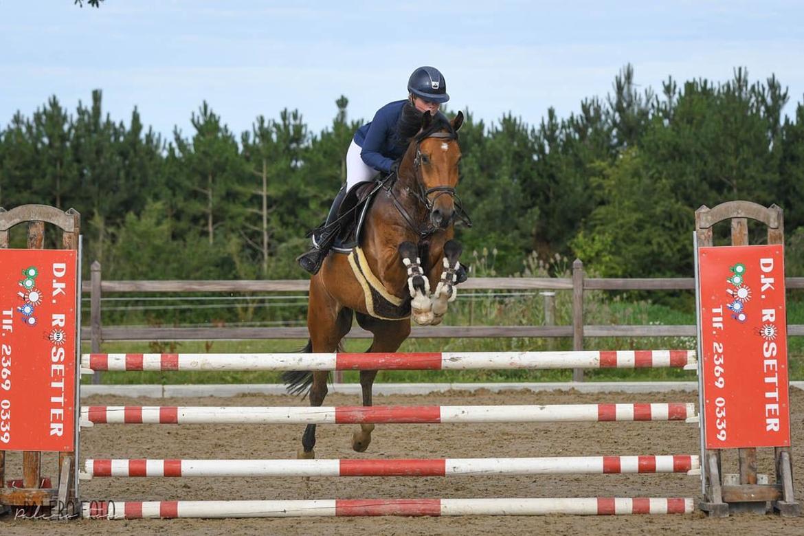 Dansk Varmblod Hedegaardens labaldi billede 13