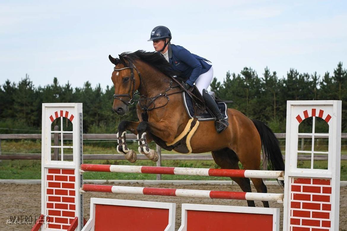 Dansk Varmblod Hedegaardens labaldi billede 16