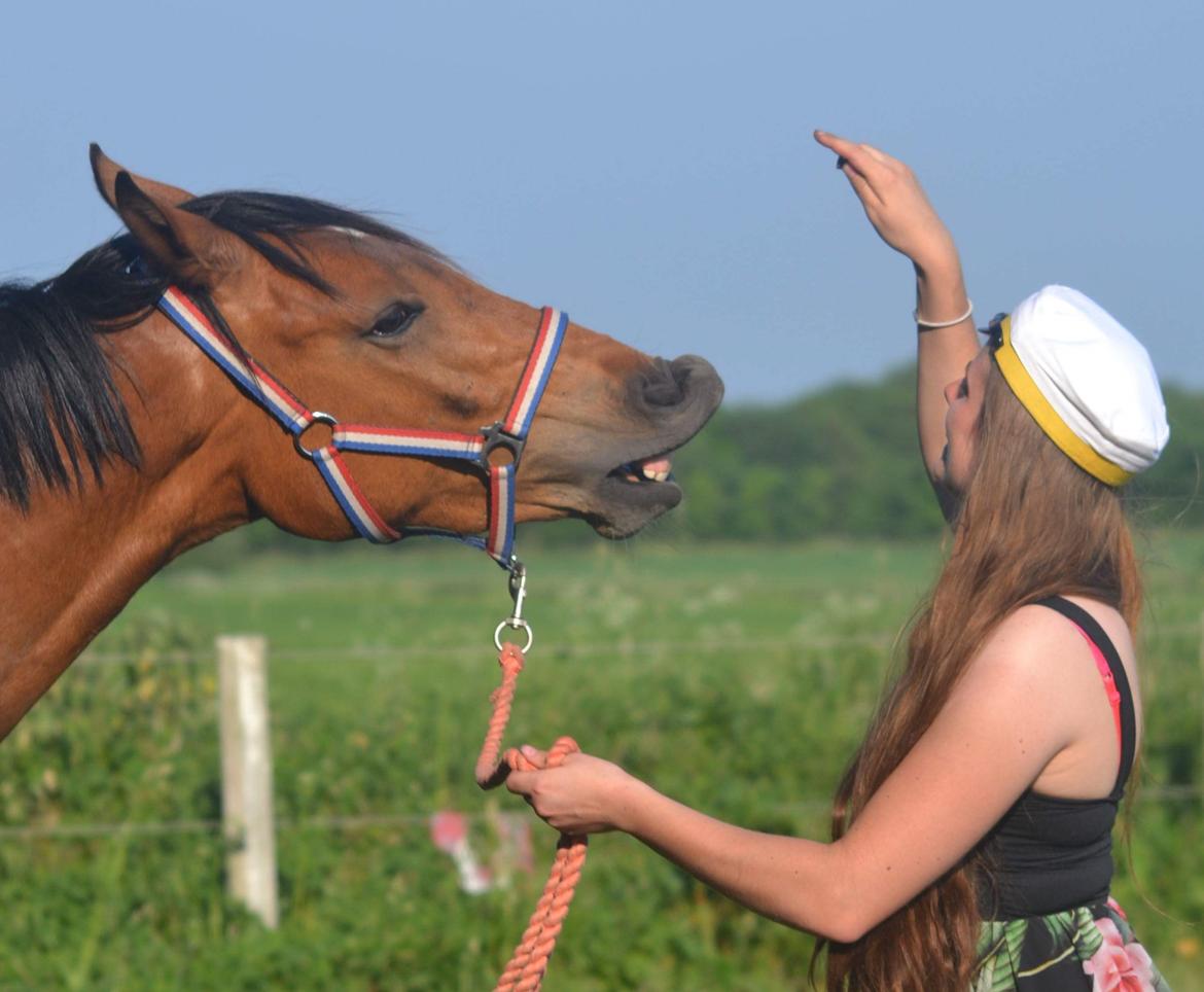 Dansk Varmblod Hedegaardens labaldi billede 20