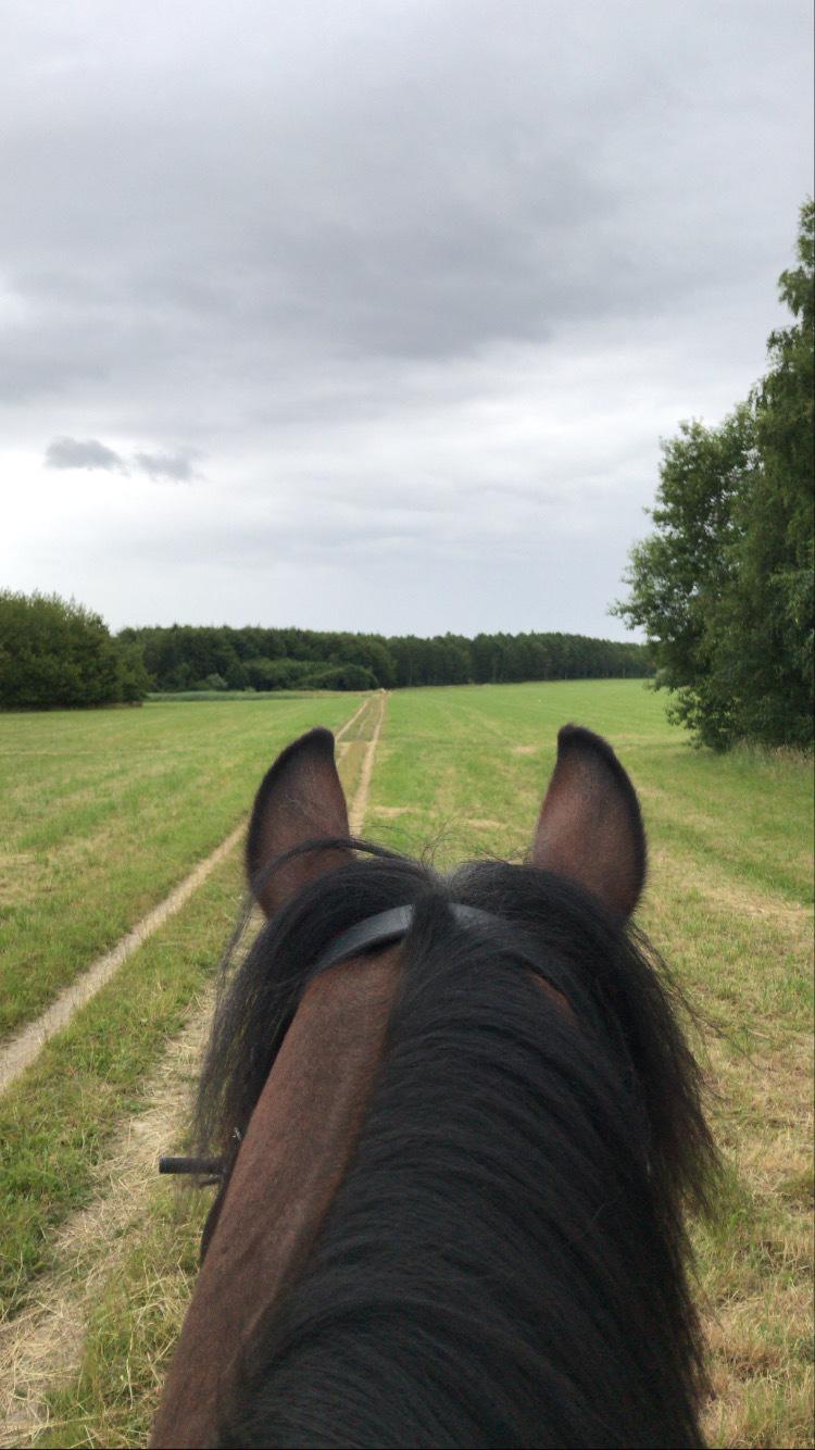 Connemara Dalshøj Horton billede 2