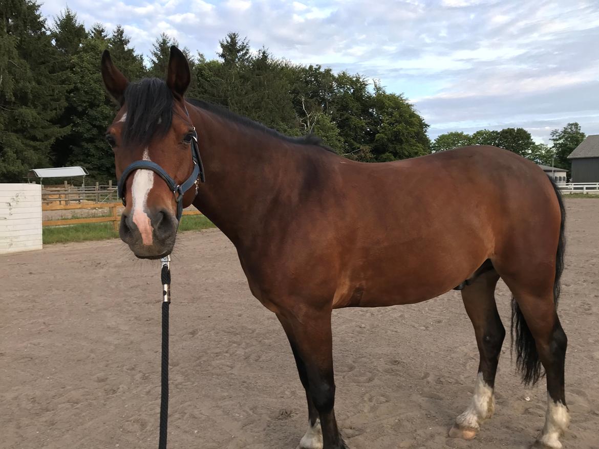 Connemara Dalshøj Horton billede 3