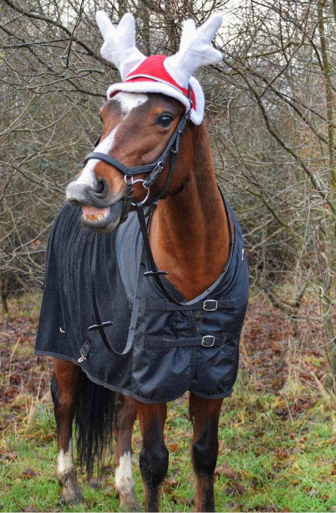 Connemara Dalshøj Horton billede 6