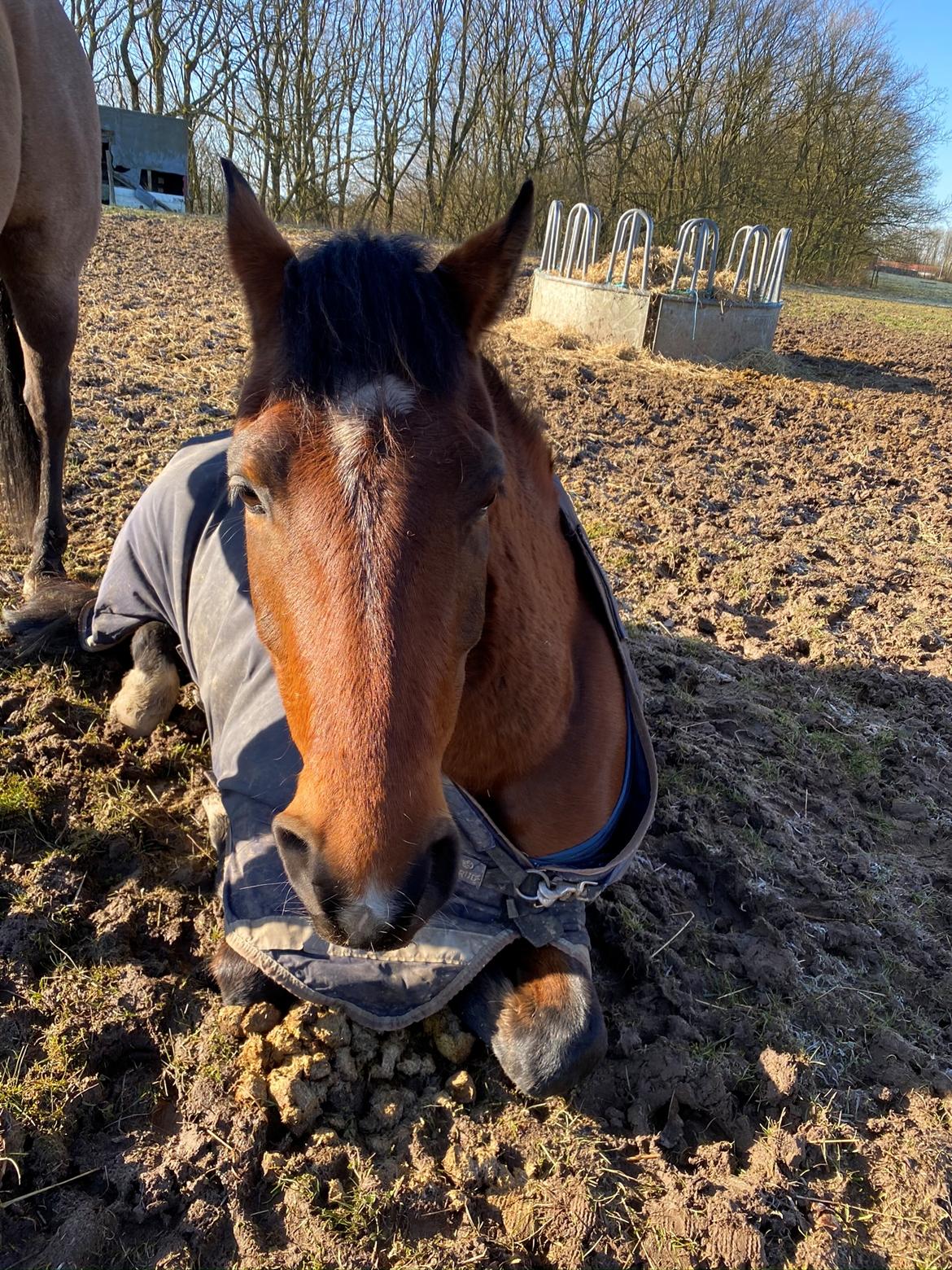 Anden særlig race Rico billede 8