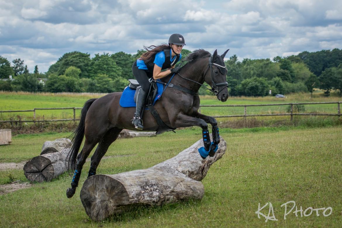 Trakehner EGATTA - Fotograf: KAphoto / Katja billede 20