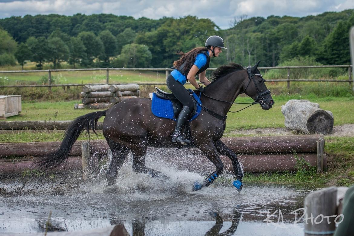 Trakehner EGATTA - Fotograf: KAphoto / Katja billede 10