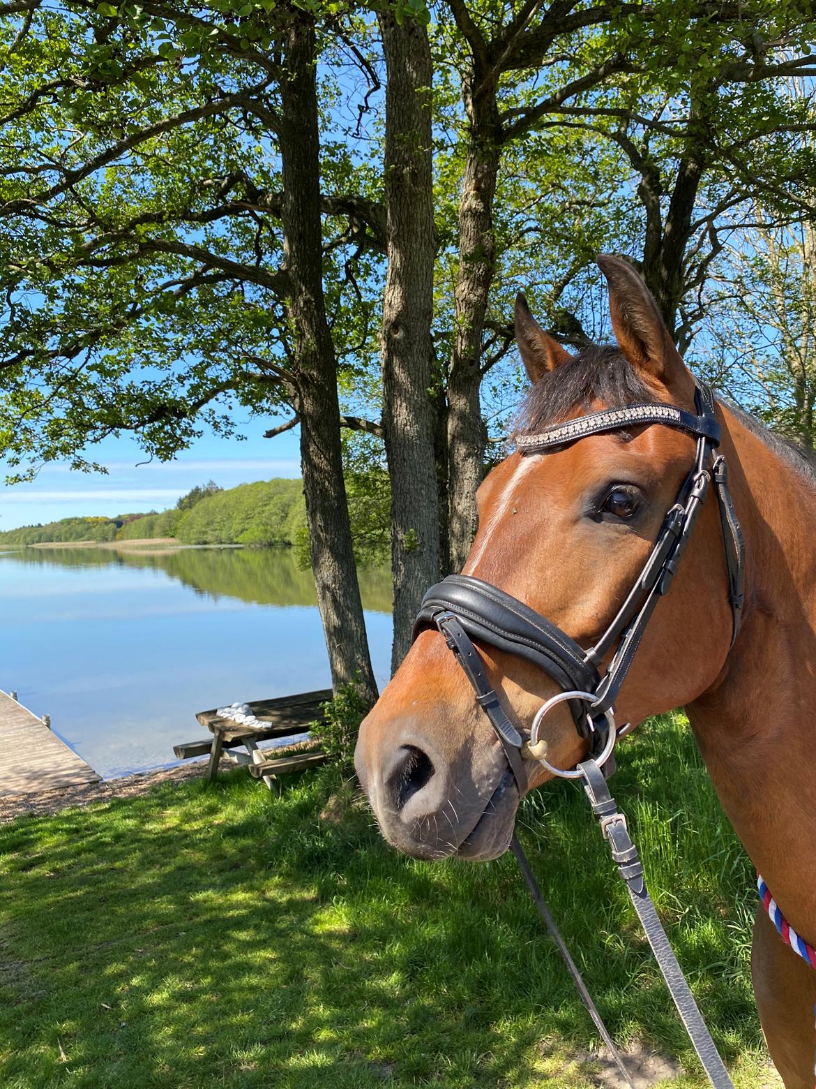 Anden særlig race Rico billede 14