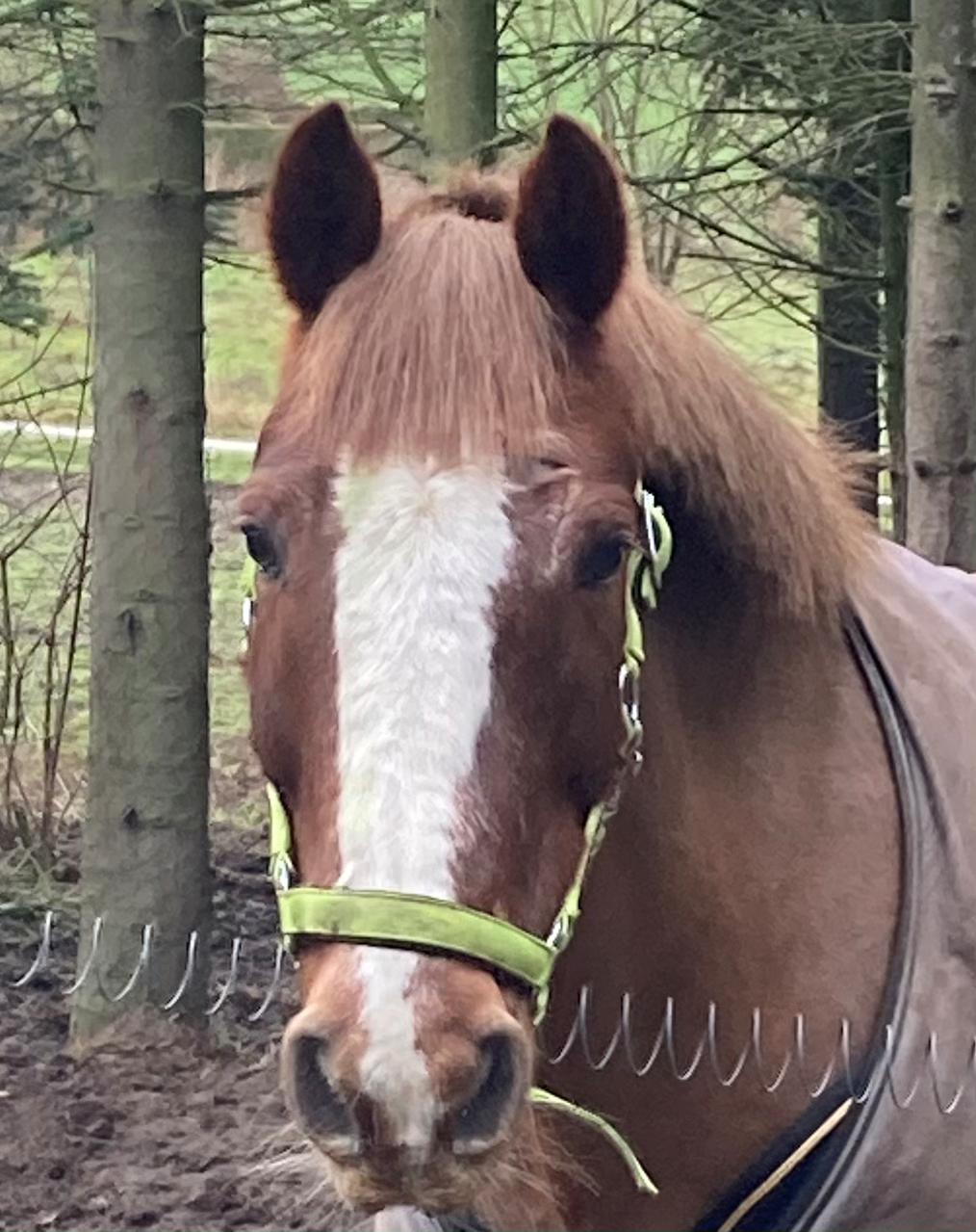 Anden særlig race Clogheen Bob (Tidligere pony) - Elsker det her smukke hoved 😍 billede 8