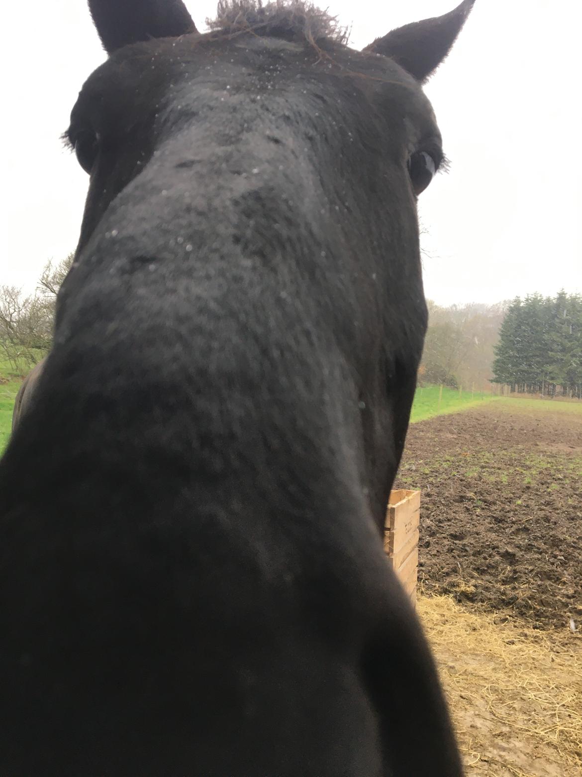 Trakehner Hugo Boss by Uniqhors (Solgt) billede 2