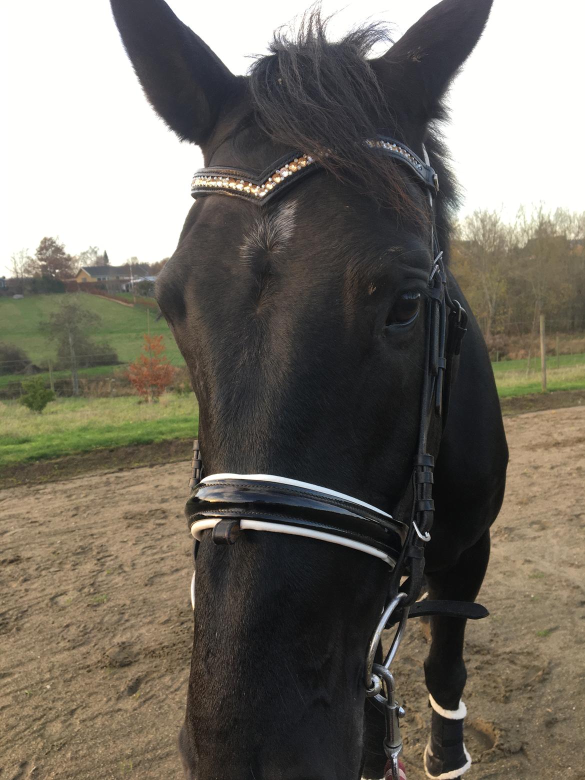 Trakehner Hugo Boss by Uniqhors (Solgt) billede 3