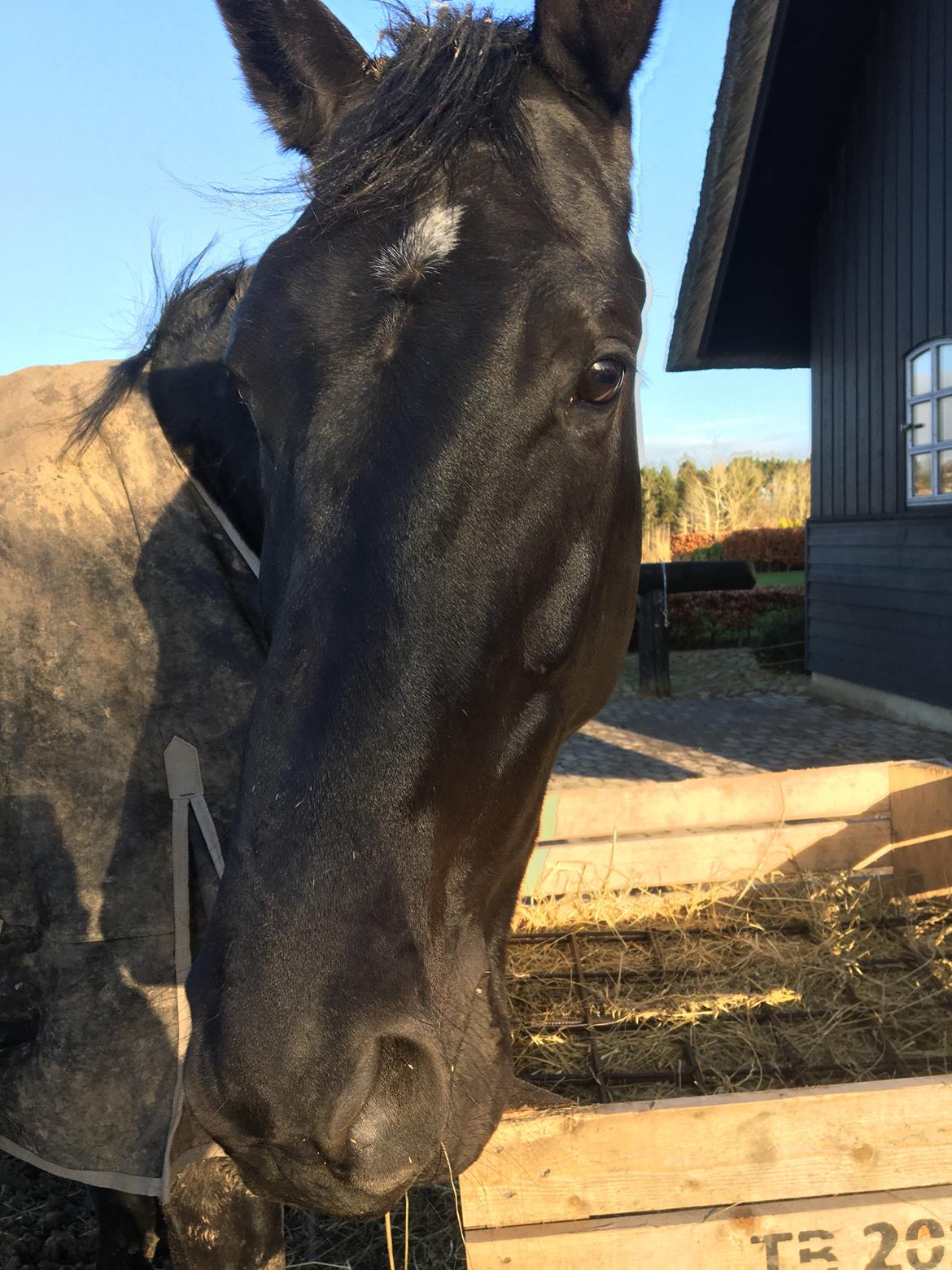 Trakehner Hugo Boss by Uniqhors (Solgt) billede 4