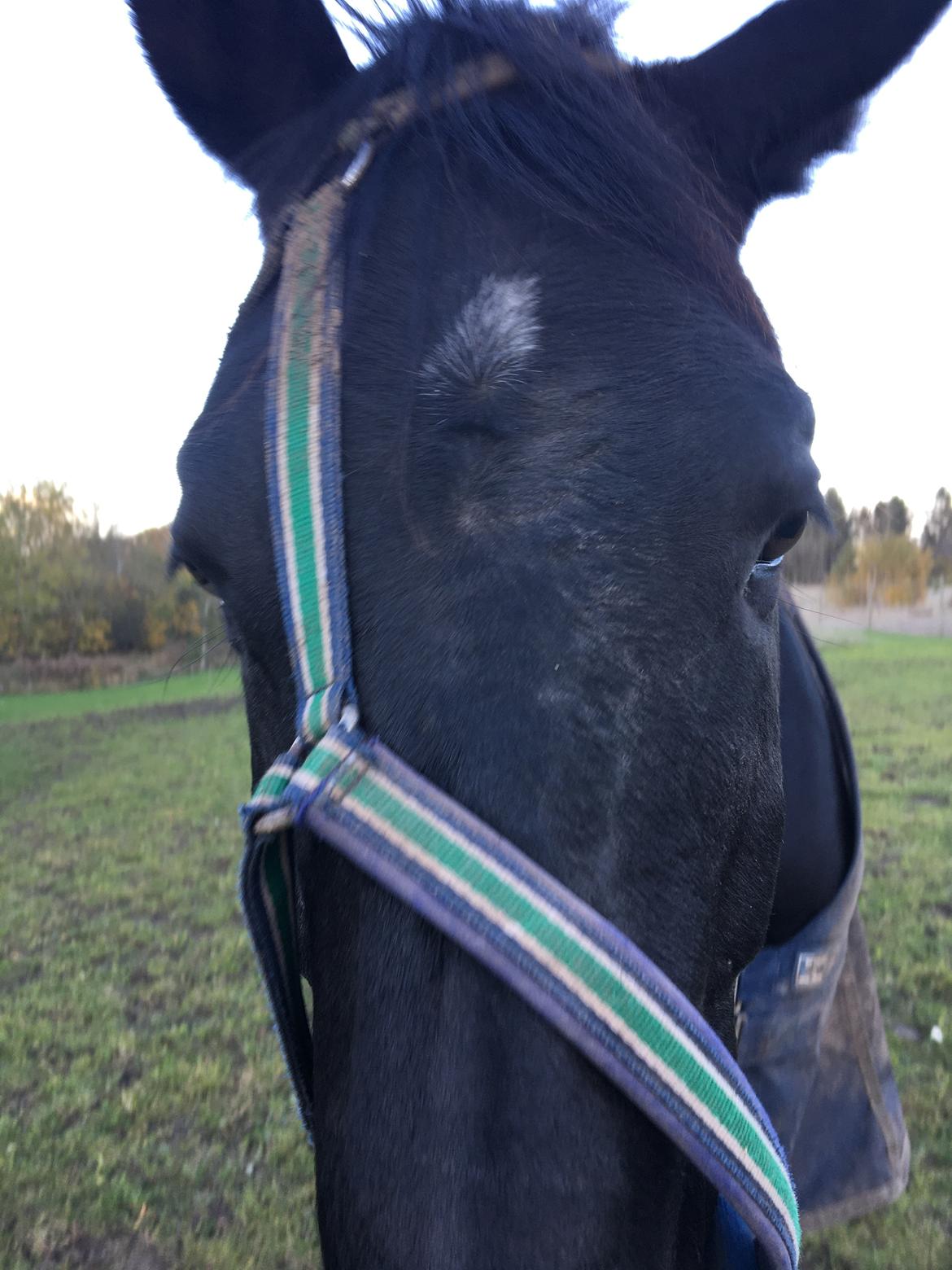 Trakehner Hugo Boss by Uniqhors (Solgt) billede 5