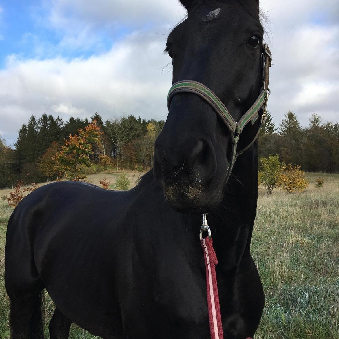 Trakehner Hugo Boss by Uniqhors (Solgt) billede 6