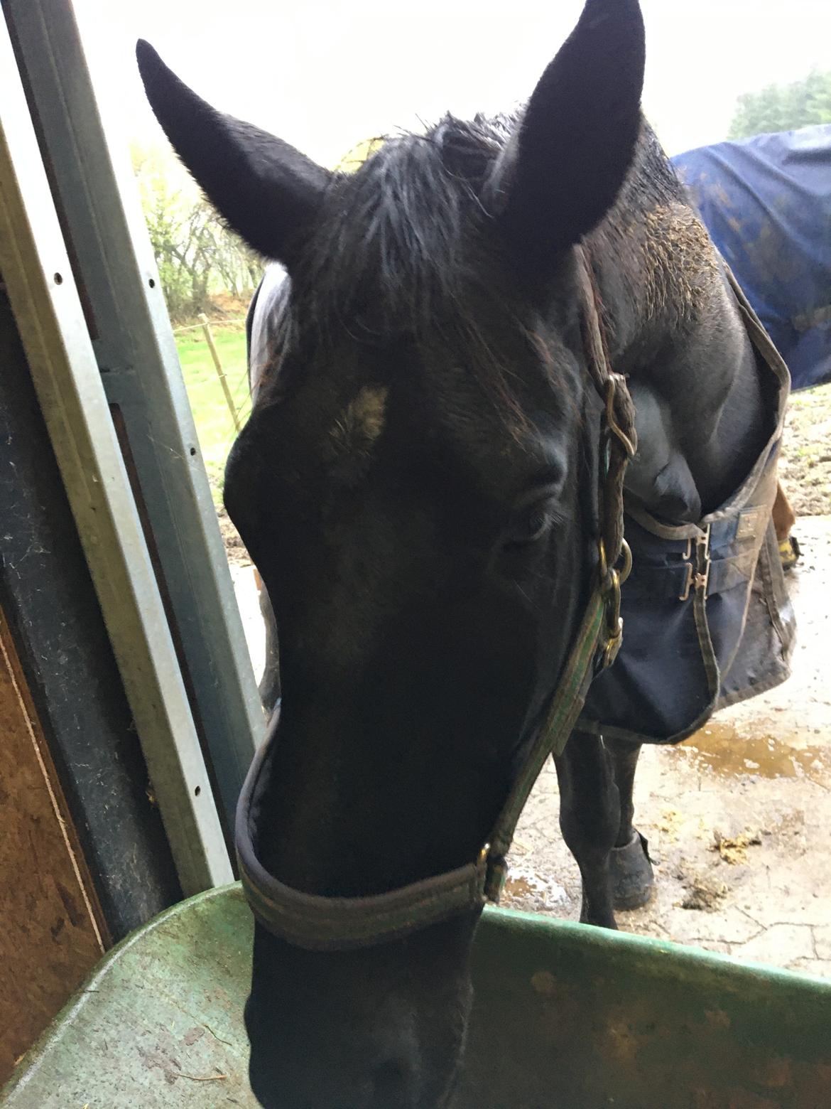 Trakehner Hugo Boss by Uniqhors (Solgt) billede 7