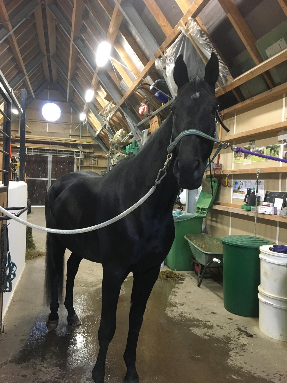 Trakehner Hugo Boss by Uniqhors (Solgt) billede 1