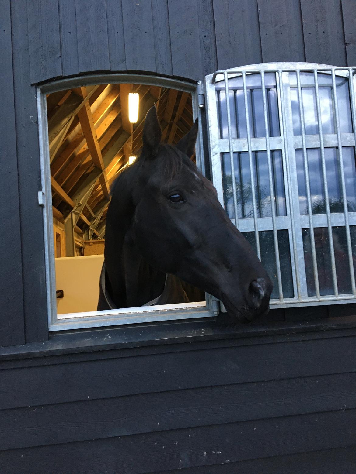 Trakehner Hugo Boss by Uniqhors (Solgt) billede 8