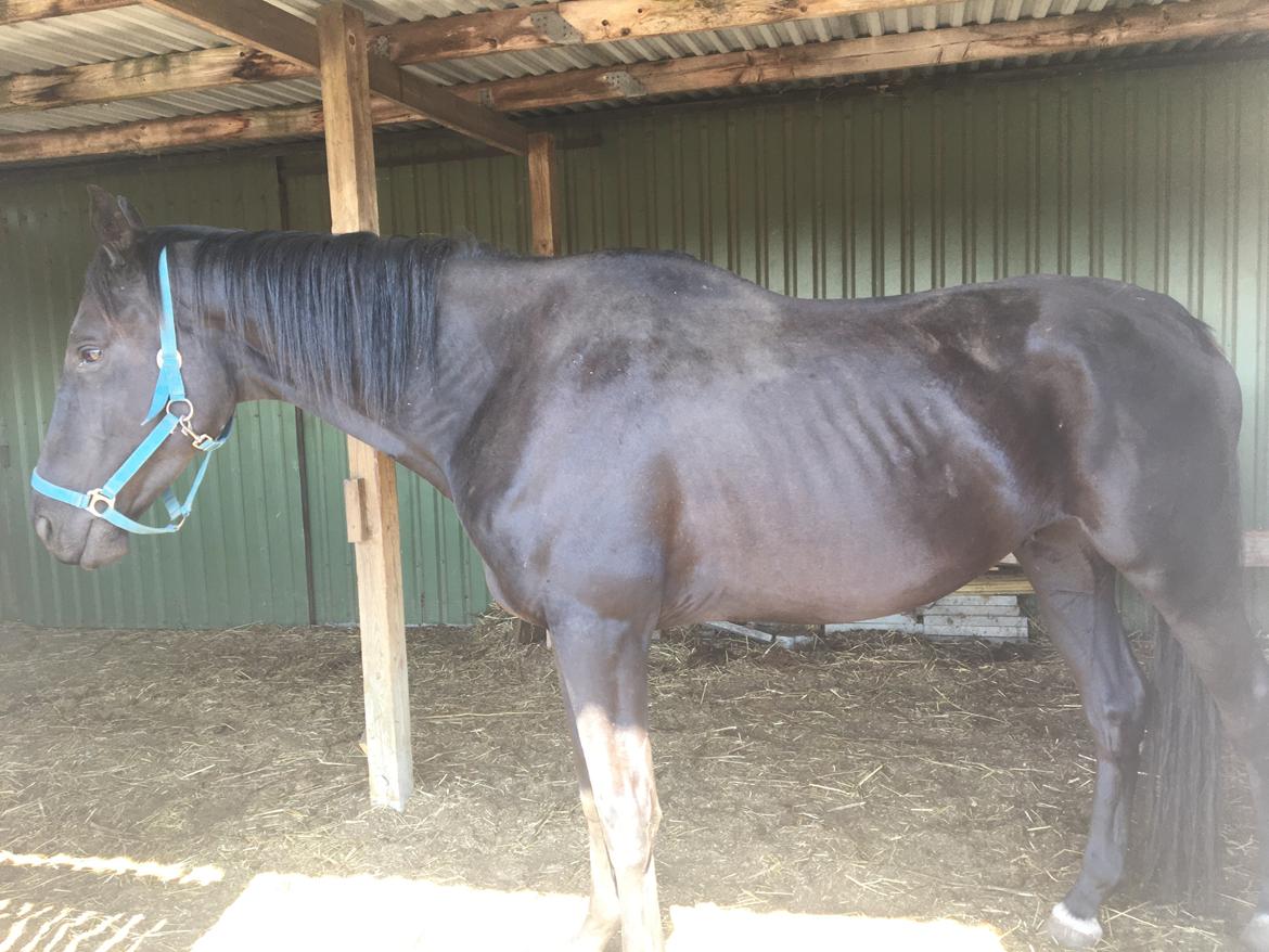 Trakehner Hugo Boss by Uniqhors (Solgt) billede 9