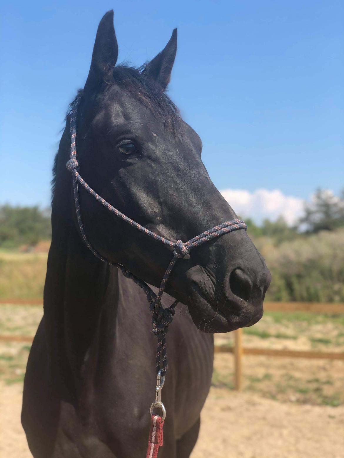 Trakehner Hugo Boss by Uniqhors (Solgt) billede 10