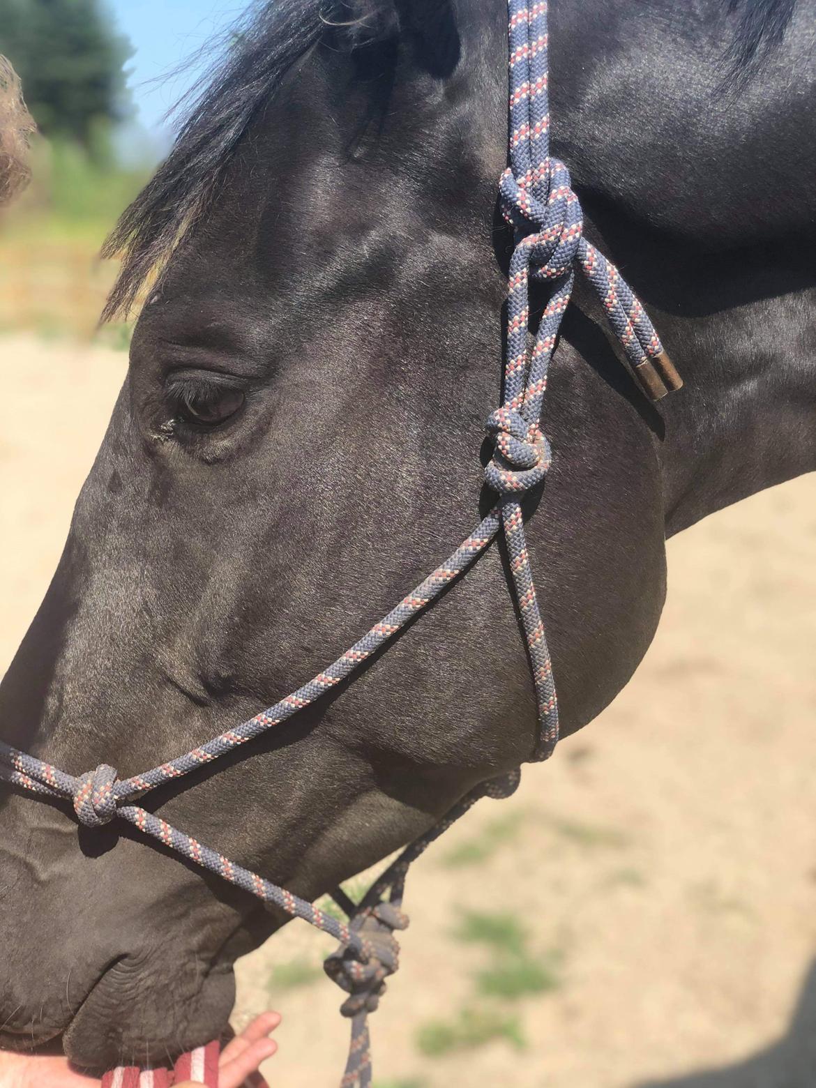 Trakehner Hugo Boss by Uniqhors (Solgt) billede 11