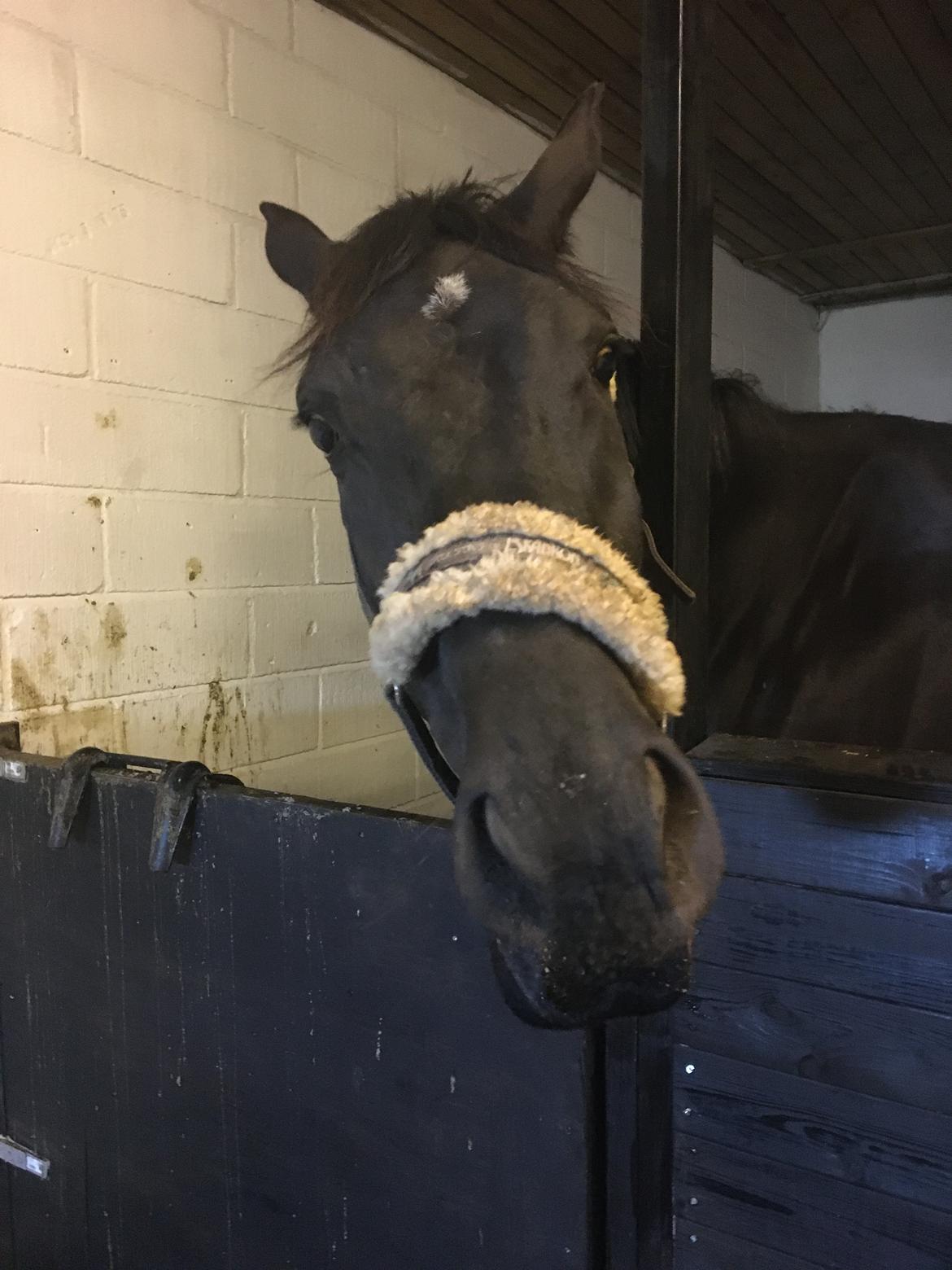 Trakehner Hugo Boss by Uniqhors (Solgt) billede 13