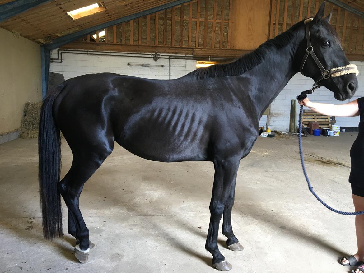 Trakehner Hugo Boss by Uniqhors (Solgt) billede 14