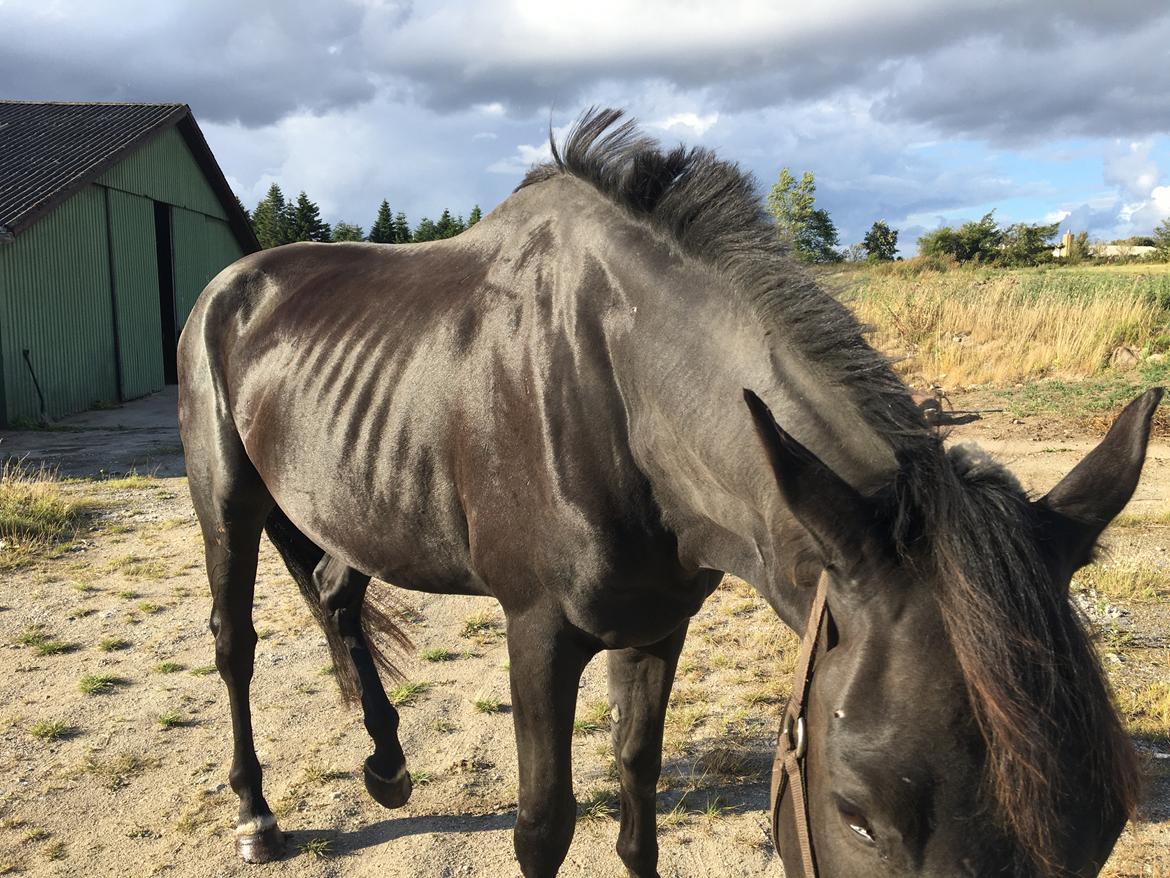 Trakehner Hugo Boss by Uniqhors (Solgt) billede 15