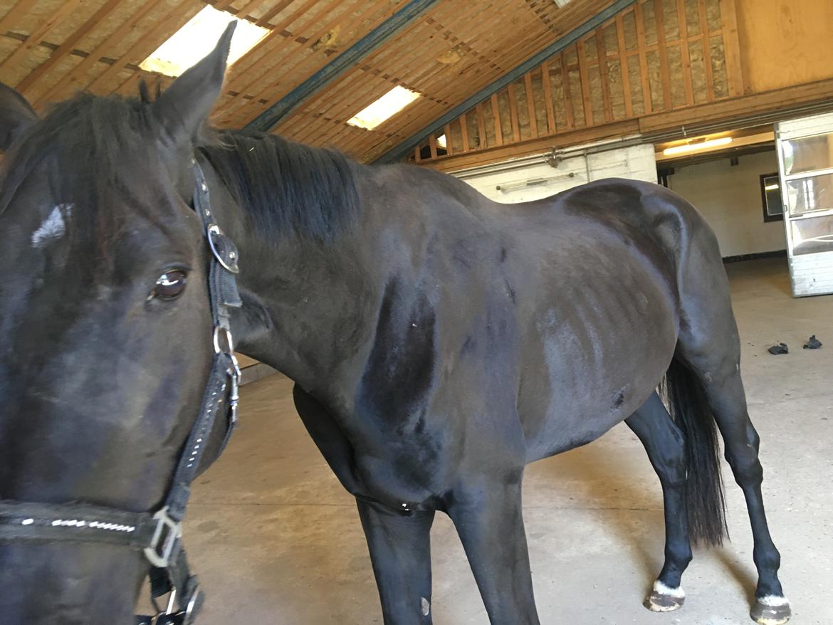 Trakehner Hugo Boss by Uniqhors (Solgt) billede 16