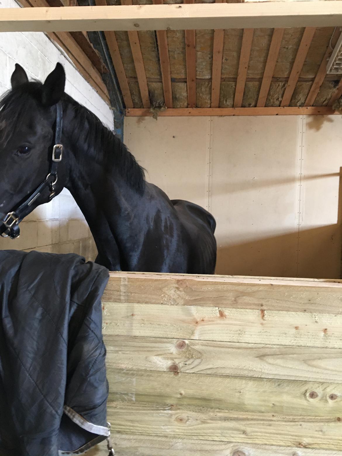 Trakehner Hugo Boss by Uniqhors (Solgt) billede 17