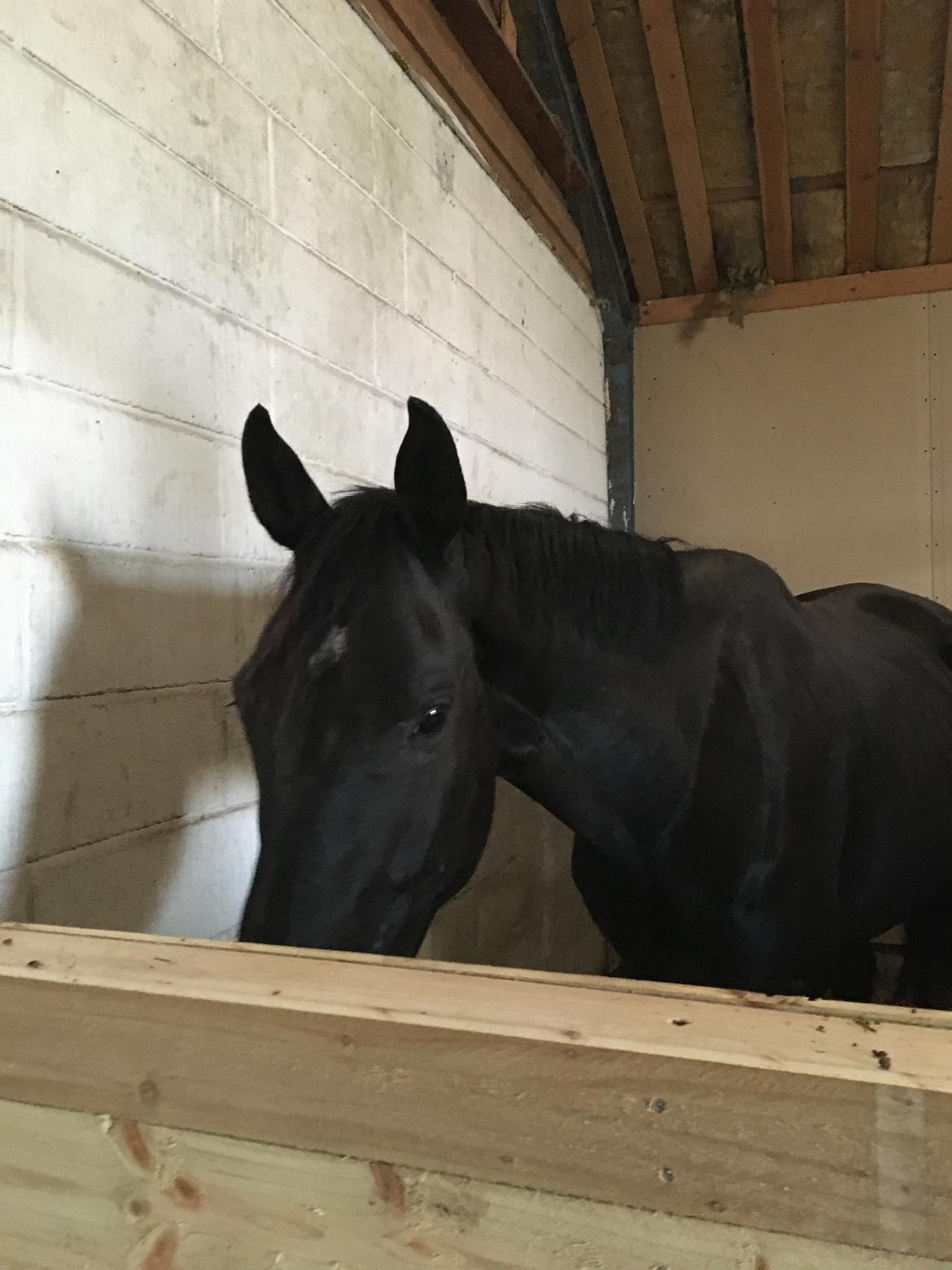 Trakehner Hugo Boss by Uniqhors (Solgt) billede 18