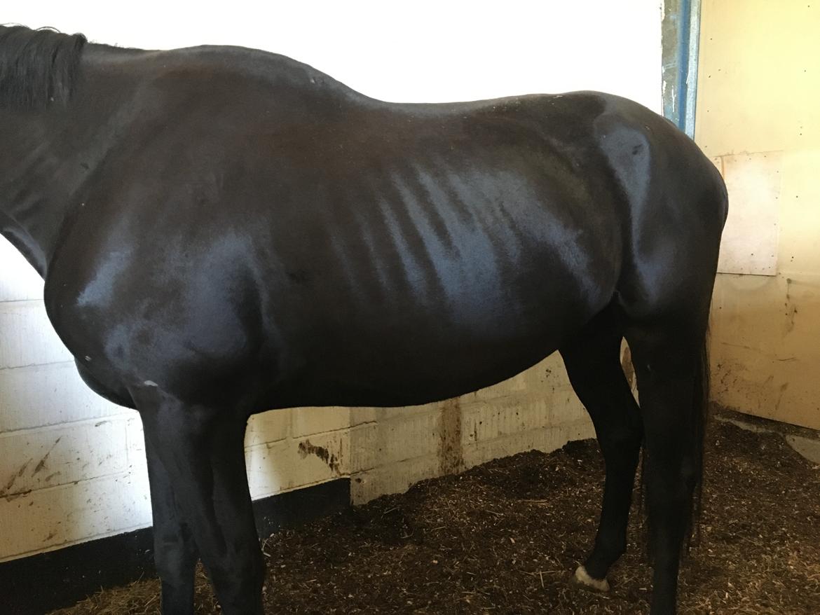 Trakehner Hugo Boss by Uniqhors (Solgt) billede 19