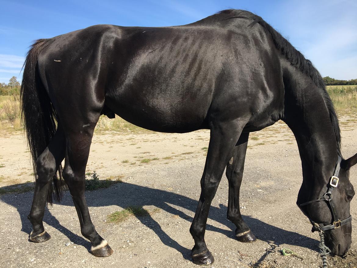 Trakehner Hugo Boss by Uniqhors (Solgt) billede 20